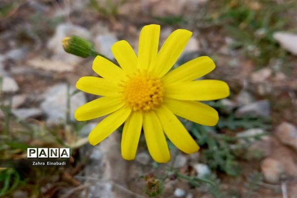 سفری  به روستای عین‌آباد
