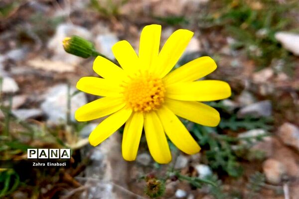 سفری  به روستای عین‌آباد