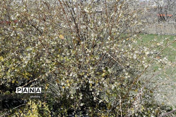 طبیعت زیبای بهاری روستای حصار دماوند