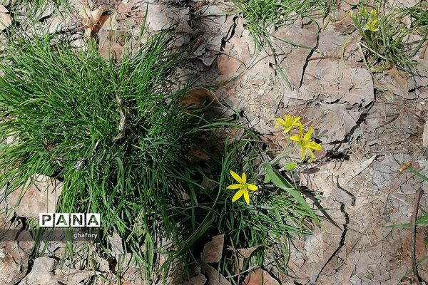 طبیعت زیبای بهاری روستای حصار دماوند