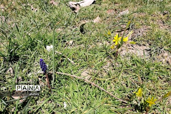 طبیعت زیبای بهاری روستای حصار دماوند