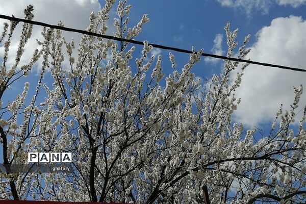 طبیعت زیبای بهاری روستای حصار دماوند