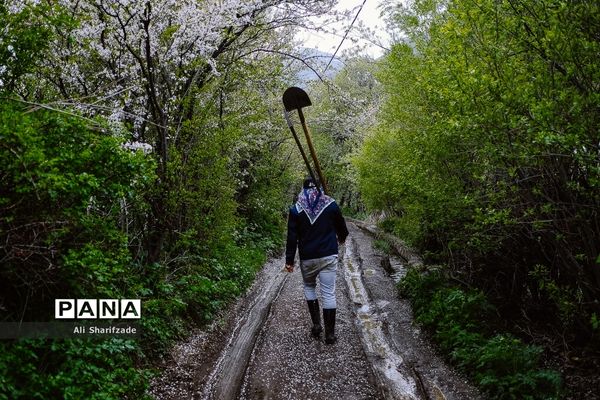 طبیعت زیبای منطقه کوهستانی البرز مرکزی