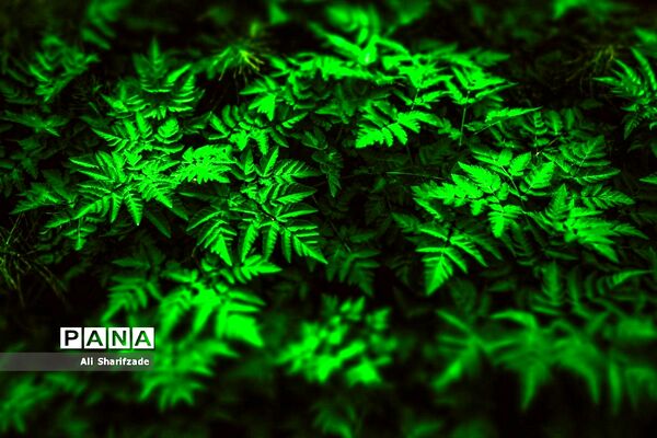 طبیعت زیبای منطقه کوهستانی البرز مرکزی
