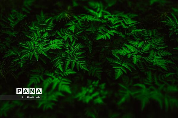 طبیعت زیبای منطقه کوهستانی البرز مرکزی