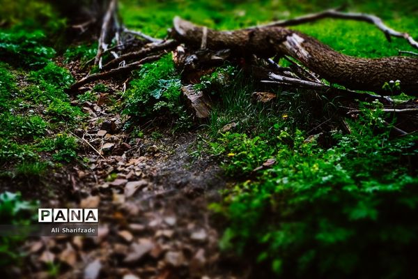 طبیعت زیبای منطقه کوهستانی البرز مرکزی