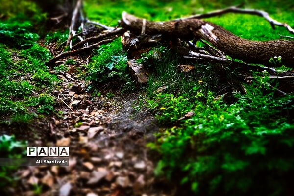 طبیعت زیبای منطقه کوهستانی البرز مرکزی
