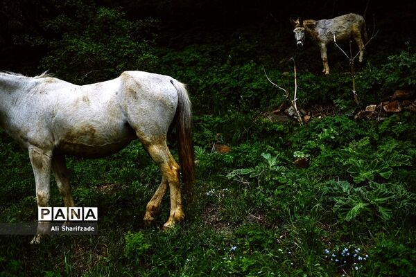 طبیعت زیبای منطقه کوهستانی البرز مرکزی