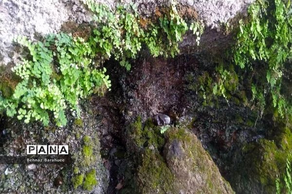 غار لادیز؛ جاذبه‌ای طبیعی و جذاب در فصل بهار