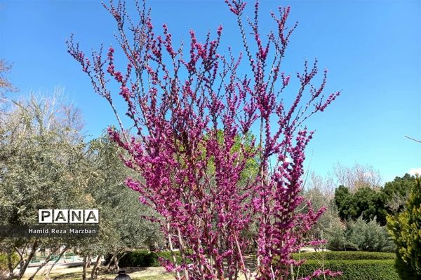 مجموعه ورزشی بوستان ولایت تهران