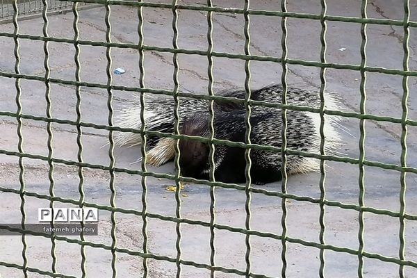 باغ وحش وکیل‌آباد در مشهد مقدس