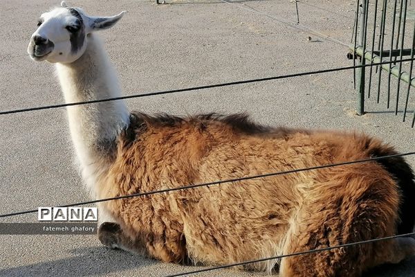 باغ وحش وکیل‌آباد در مشهد مقدس