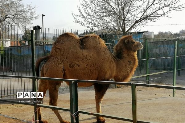 باغ وحش وکیل‌آباد در مشهد مقدس