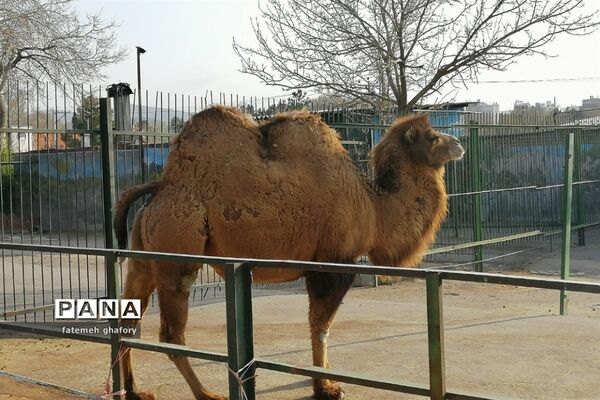 باغ وحش وکیل‌آباد در مشهد مقدس