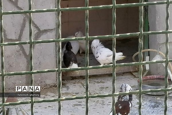 باغ وحش وکیل‌آباد در مشهد مقدس