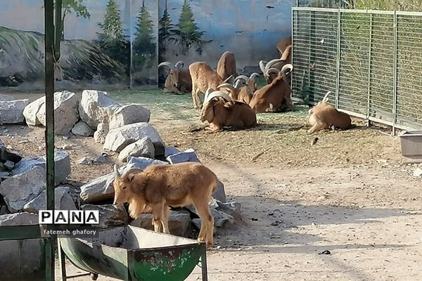 باغ وحش وکیل‌آباد در مشهد مقدس