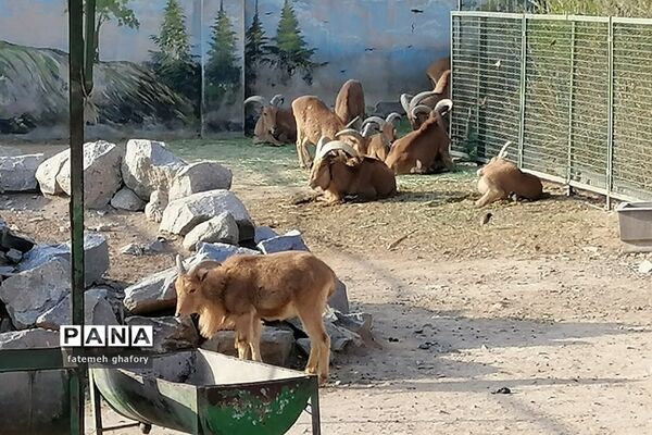 باغ وحش وکیل‌آباد در مشهد مقدس