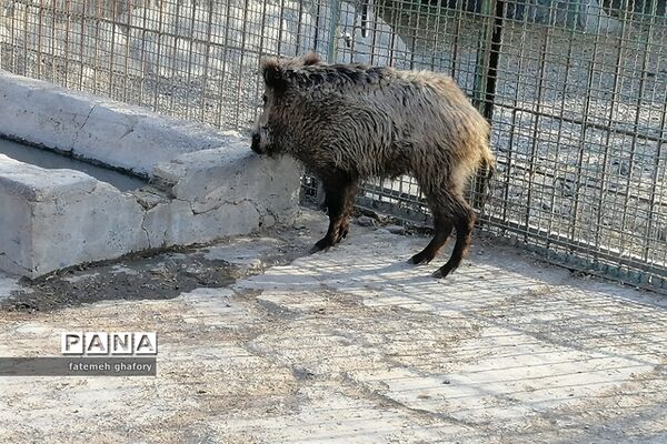 باغ وحش وکیل‌آباد در مشهد مقدس