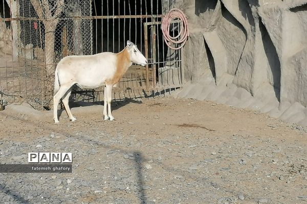 باغ وحش وکیل‌آباد در مشهد مقدس