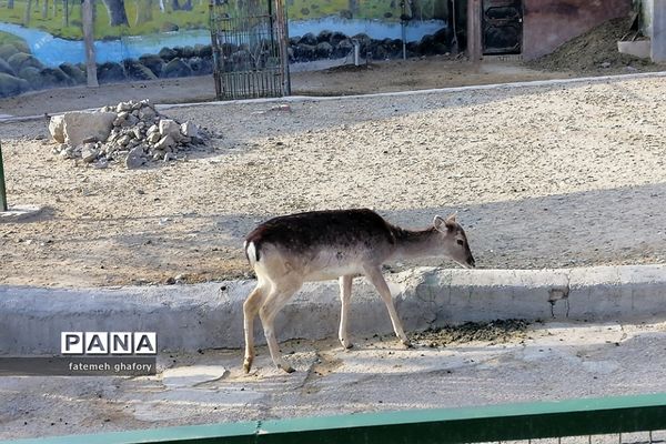 باغ وحش وکیل‌آباد در مشهد مقدس