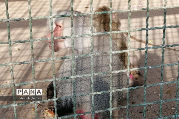 باغ وحش وکیل‌آباد در مشهد مقدس