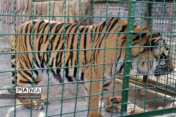 باغ وحش وکیل‌آباد در مشهد مقدس