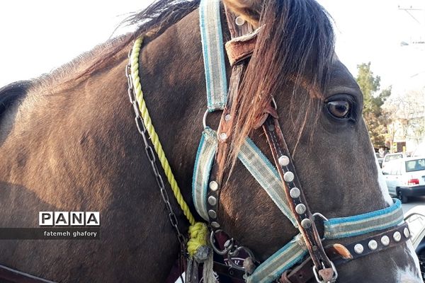 باغ وحش وکیل‌آباد در مشهد مقدس