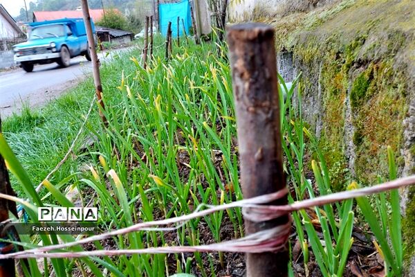 روستای امیرکلا در بابلکنار