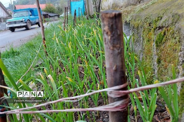 روستای امیرکلا در بابلکنار