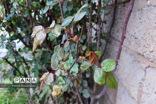 روستای امیرکلا در بابلکنار