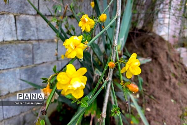 روستای امیرکلا در بابلکنار