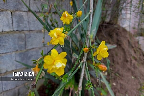 روستای امیرکلا در بابلکنار
