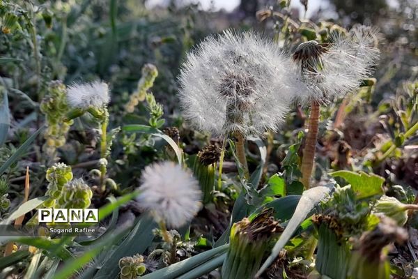 طبیعت زیبای بهاری باغ گیاه‌شناسی ملی ایران