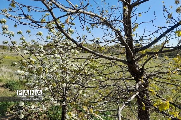 طبیعت زیبای بهاری باغ گیاه‌شناسی ملی ایران
