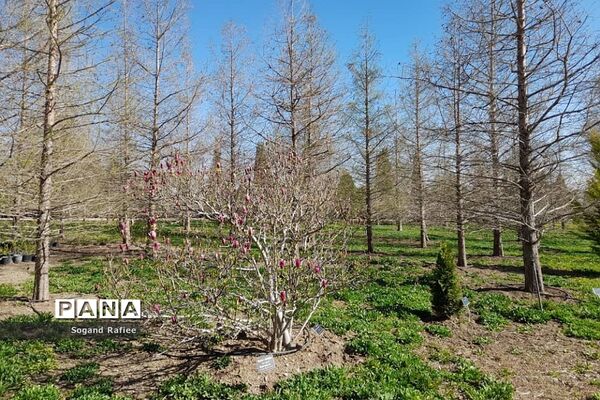 طبیعت زیبای بهاری باغ گیاه‌شناسی ملی ایران