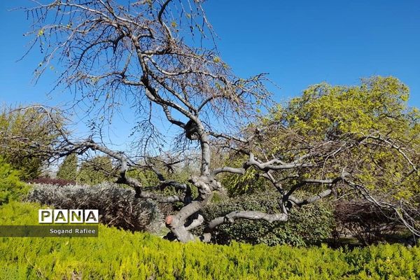 طبیعت زیبای بهاری باغ گیاه‌شناسی ملی ایران
