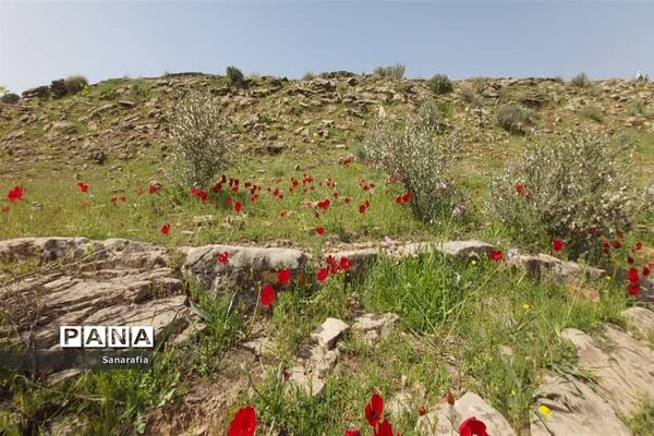 طبیعت زیبای سردشت دزفول در بهار1401