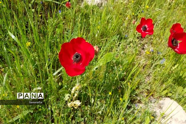 طبیعت زیبای سردشت دزفول در بهار1401