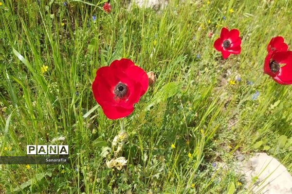 طبیعت زیبای سردشت دزفول در بهار1401