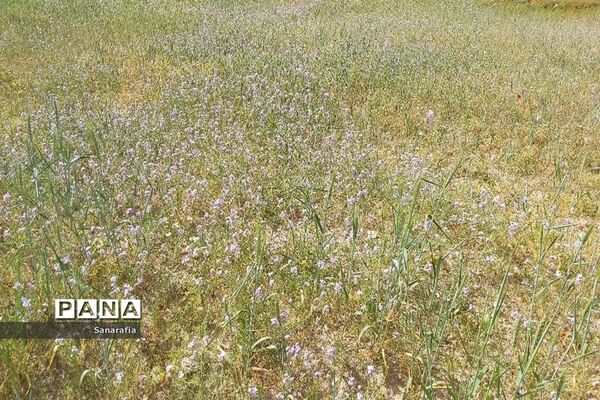 طبیعت زیبای سردشت دزفول در بهار1401