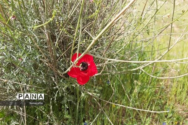 طبیعت زیبای سردشت دزفول در بهار1401