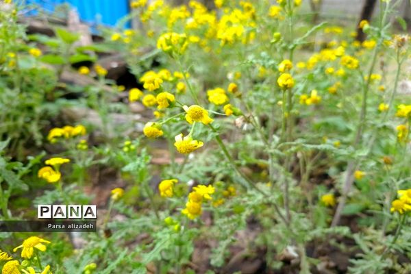 طبیعت استان مازندران در فصل بهار