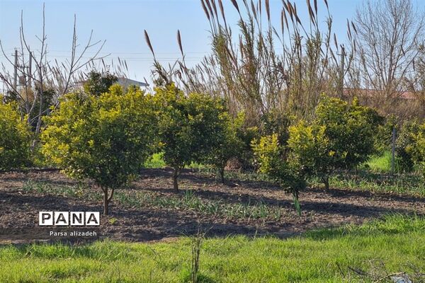 طبیعت استان مازندران در فصل بهار