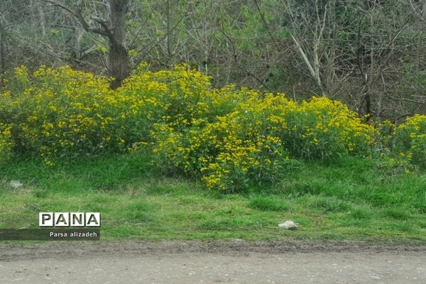 طبیعت استان مازندران در فصل بهار