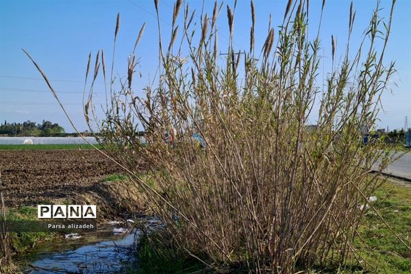 طبیعت استان مازندران در فصل بهار