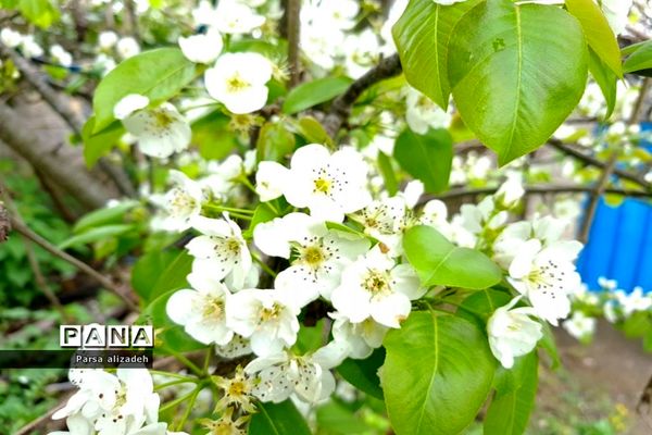 طبیعت استان مازندران در فصل بهار