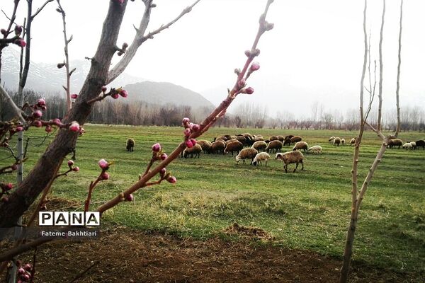 طبیعت بهاری و جاذبه‌های دیدنی روستای عمارت