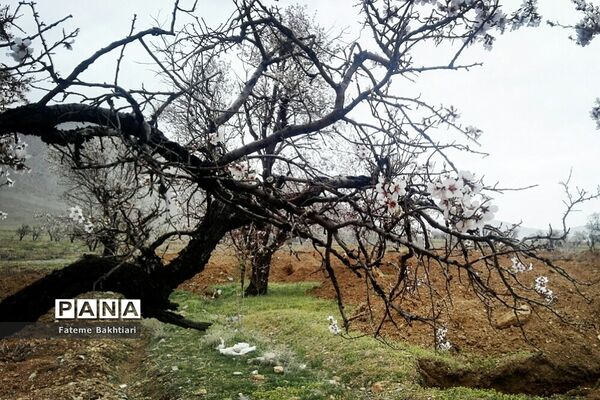 طبیعت بهاری و جاذبه‌های دیدنی روستای عمارت