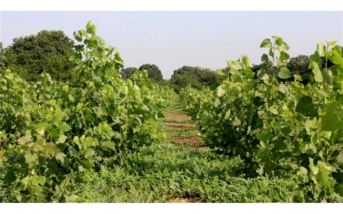 بهترین زمان قلمه زدن گیاهان