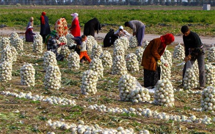 اعلام جمع‌بندی وزارت جهاد کشاورزی درباره اجرای الگوی کشت